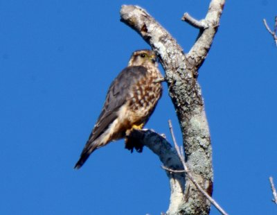 Prairie Merlin, Male