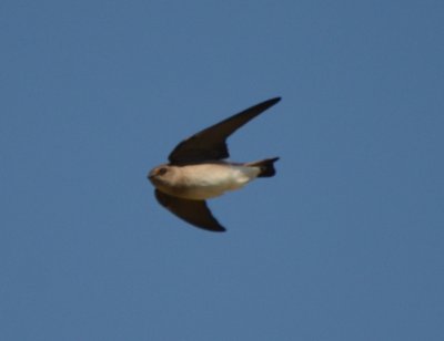 Northern Rough-winged Swallow