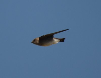 Northern Rough-winged Swallow