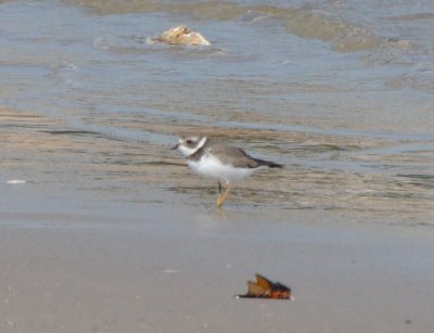 Semipalmated Plover, Basic Plumage