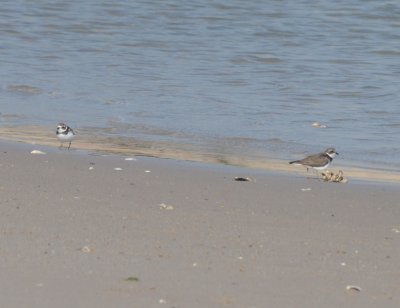 Semipalmated Plovers, Basic Plumage