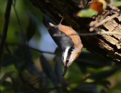 Red-breasted Nuthatch, Male