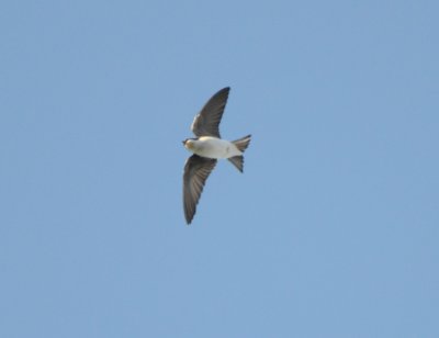 Tree Swallow