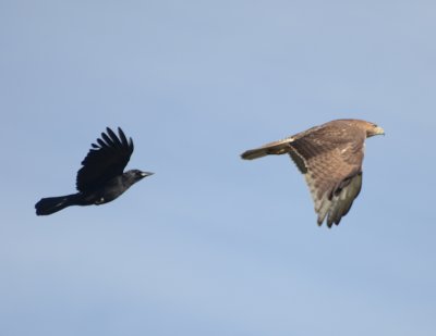 American Crow Chasing Red-tailed Hawk 