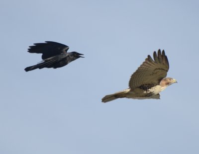 American Crow Chasing Red-tailed Hawk