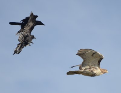 American Crows Chasing Red-tailed Hawk