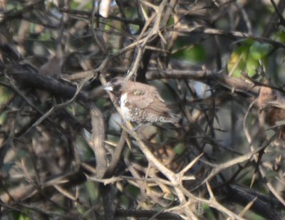 Bronze Mannikin, Male