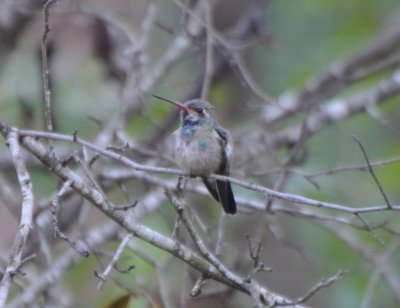 Broad-billed Hummingbird, Sub-Adult Male