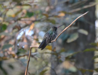 Broad-billed Hummingbird, Sub-Adult Male