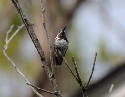 Calliope Hummingbird, Male