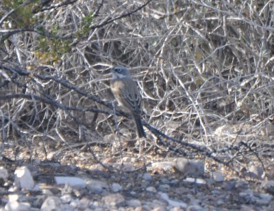 Sagebrush Sparrow