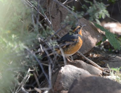 Varied Thrush, Male