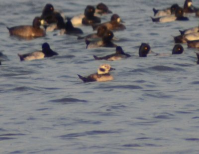Long-tailed Duck, Female, Baisc Plumage