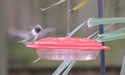 Black-chinned Hummingbird, Adult Male
