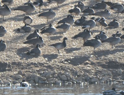 Brant, Pale-bellied with Canada and Cackling Geese