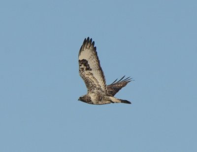 Rough-legged Hawk, Male Light Morph  in Flight
