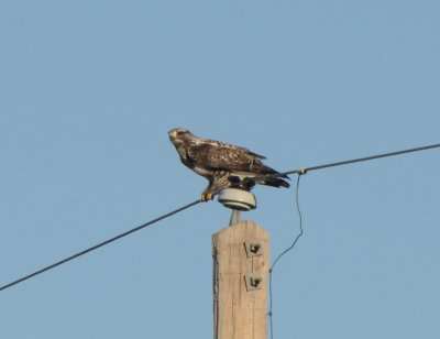 Rough-legged Hawk, Male Light Morph