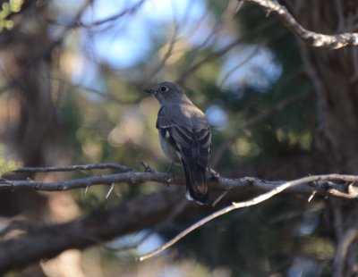 Townsend's Solitaire