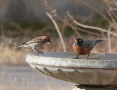 Cassin's Finch, Male and American Robin