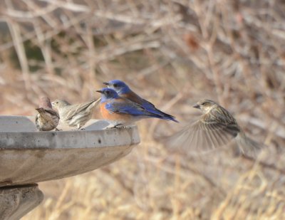 Western Bluebirds, Males with House Finches & Cassin's Finch, Female