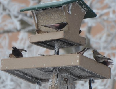 Black & Brown-capped Rosy-Finches