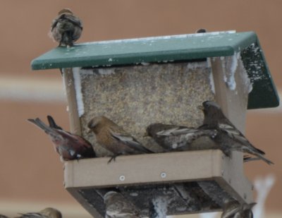 Black & Brown-capped Rosy-Finches
