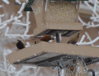 Black, Gray-crowned Hepburn's & Brown-capped Rosy-Finch