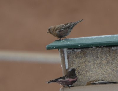 Brown-capped & Black Rosy-Finches