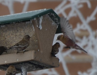 Brown-capped Rosy-Finches