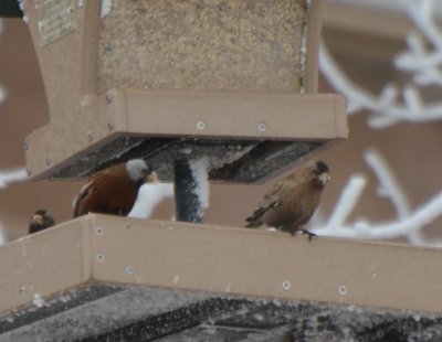 Gray-crowned Hepburn's & Brown-capped Rosy-Finch