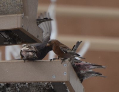 Gray-crowned Rosy-Finch, Interior