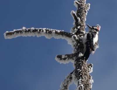 Hairy Woodpecker Interior West, Male