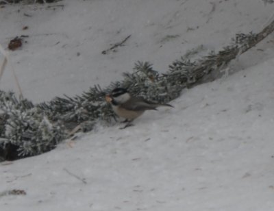 Mountain Chickadee