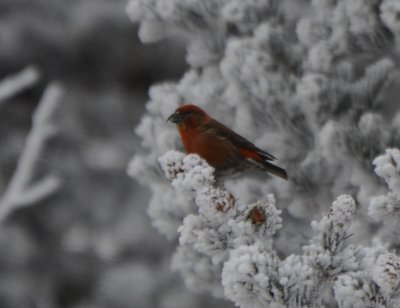Red Crossbill, Male