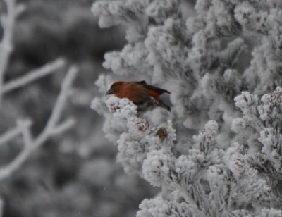 Red Crossbill, Male