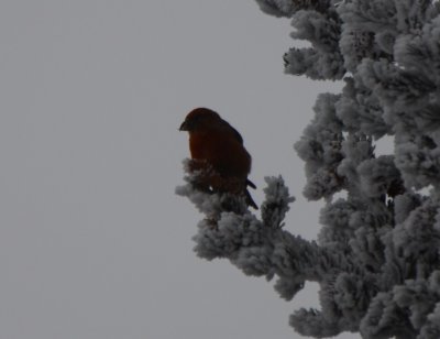 Red Crossbill, Male