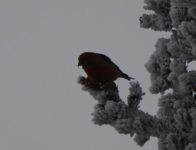 Red Crossbill, Male