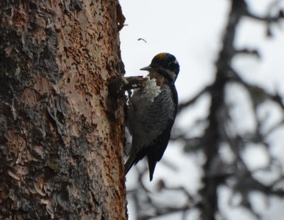 Three-toed Woodpecker Rocky Mountains, Male