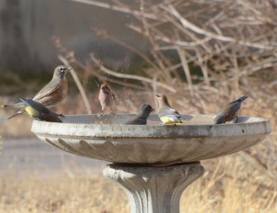 Birds Bathing and Drinking (Cedar Waxwing, American Robin, Cassin's Finch (Male) & Western Bluebirds (Females))