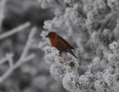 Red Crossbill, Male