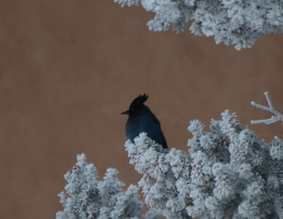 Steller's Jay 