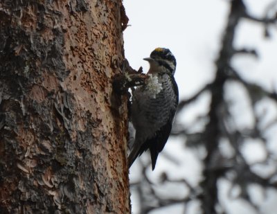 Three-toed Woodpecker Rocky Mountains