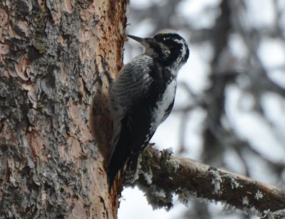 Three-toed Woodpecker Rocky Mountains