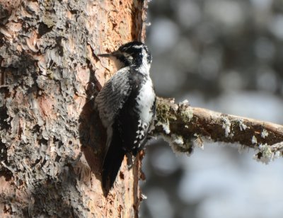 Three-toed Woodpecker Rocky Mountains