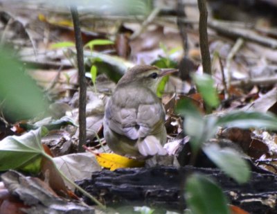 Swainson's Warbler 