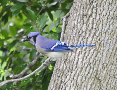 Blue Jay