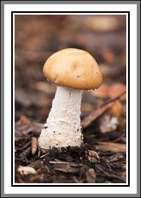 MUSHROOM