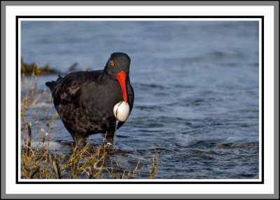 Oystercatcher