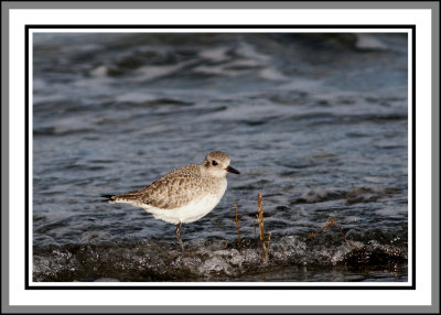 ????? maybe a Plover