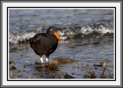 Oystercatcher